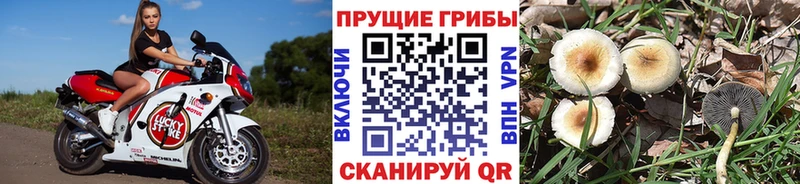 Купить  Кушва  Псилоцибиновые грибы ЛСД 